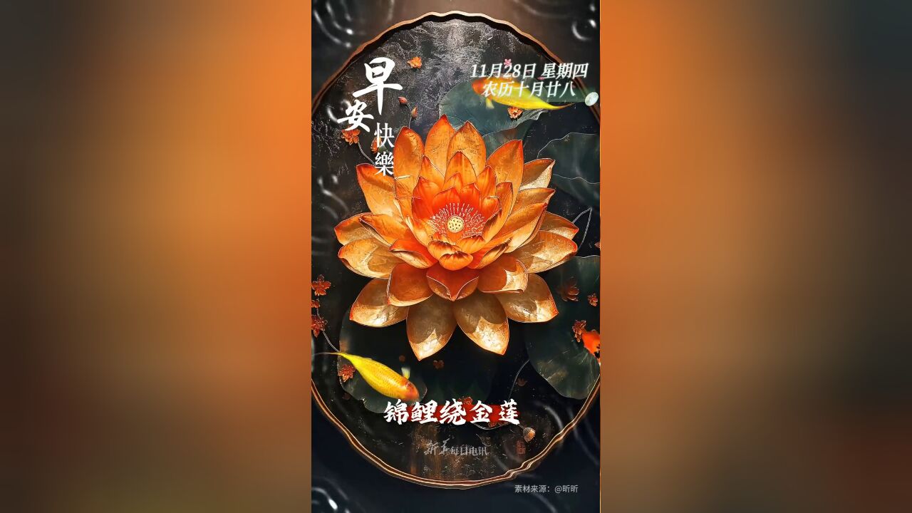 锦鲤绕金莲,福气“莲莲”来 新的一天,愿您和家人心想事成