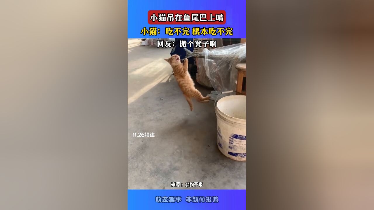 小猫吊在鱼尾巴上啃,小猫:吃不完 根本吃不完,网友:搬凳子啊