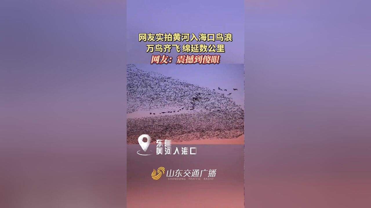 实拍黄河入海口鸟浪,万鸟齐飞 绵延数公里,网友:震撼到傻眼