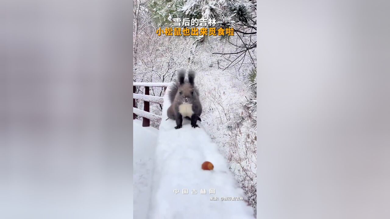 雪后的吉林,小松鼠也出来觅食啦