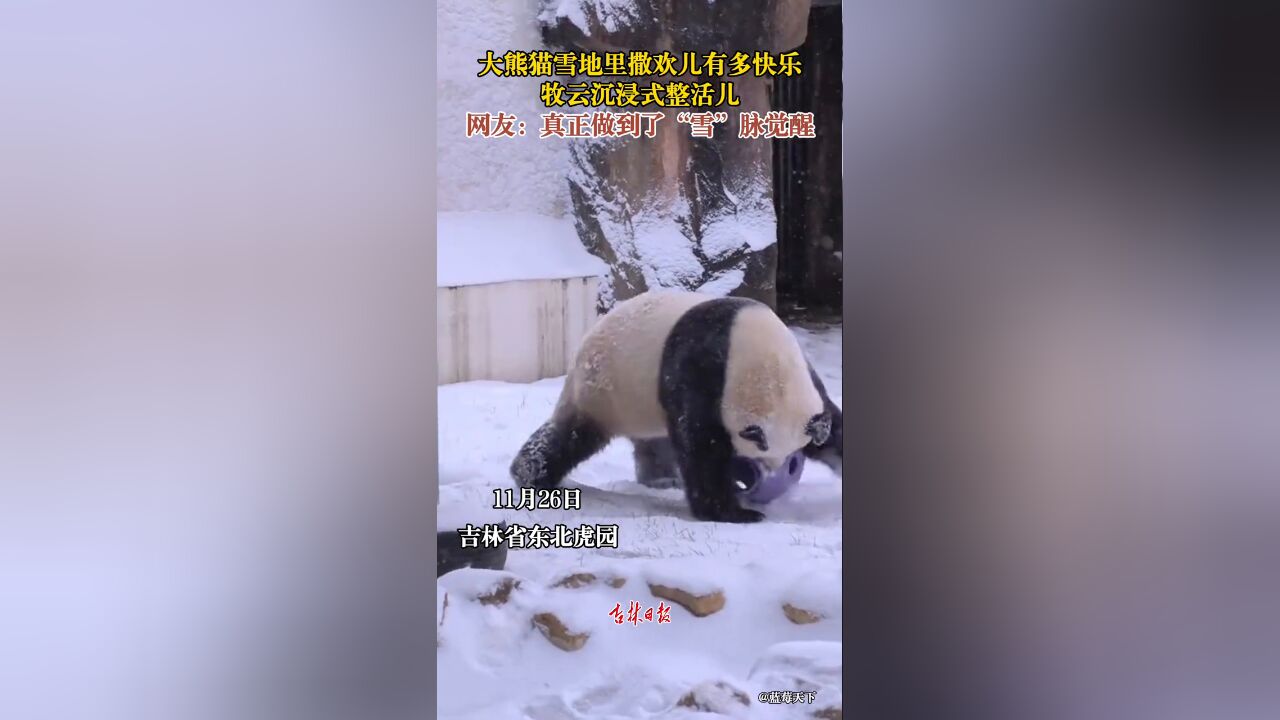 大熊猫雪地里撒欢儿有多快乐?牧云沉浸式整活儿!