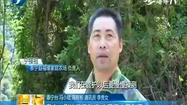 泰宁 引进茯苓种植 实现荒山再利用