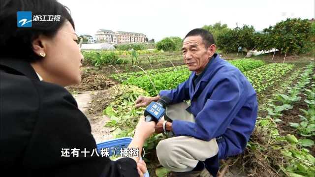 黄岩 重振蜜橘产业 金字招牌如何擦亮