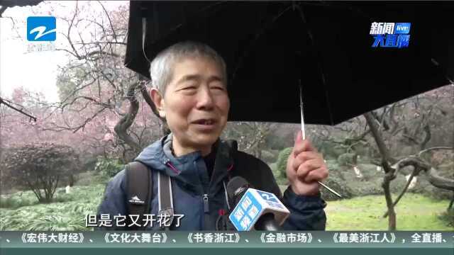 雨中梅花别样美 灵峰探梅正当时