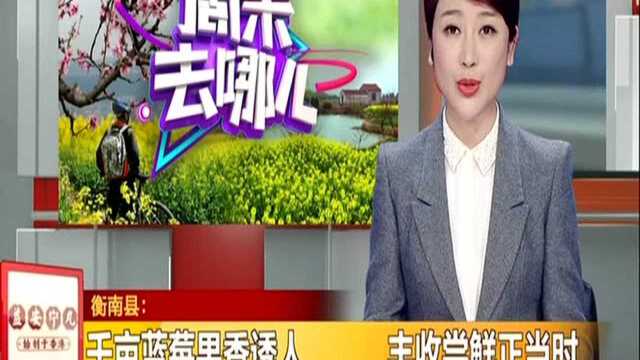 衡南县:千亩蓝莓果香诱人 丰收尝鲜正当时