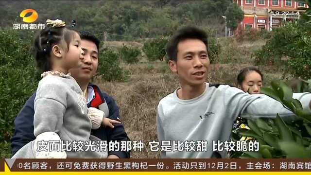 邵阳新宁黄龙镇:脐橙香自崀山来 240亩有机肥脐橙丰收采摘