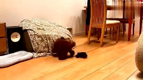 宠物看点丶泰迪看到主人不在家，开始自己找乐子，玩的可真疯啊