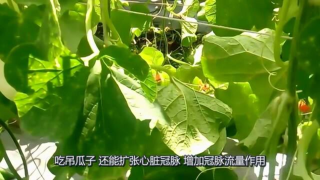 吊瓜子你吃过吗?消皱养肤抗衰老,对女性简直不要太好