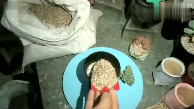 多肉植物种植教程 多肉植物上盆 多肉浇水