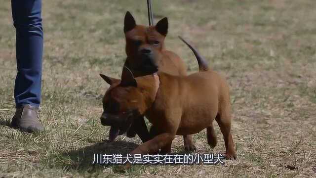 看似憨厚实则机灵敏捷的川东猎犬是什么样的