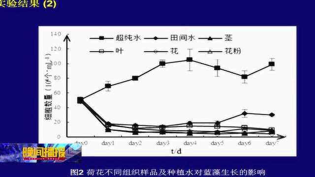 “水芙蓉”变“蓝藻克星” 生态治理探寻新方案