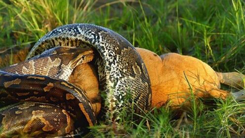 梦境之谜,昨天梦到很大的蟒蛇——探索潜意识中的力量与启示 梦境之谜,昨天梦到很大的蟒蛇——探索潜意识中的力量与启示