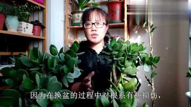 一个花盆养了10棵玉树,个个肥肥壮壮撑爆了盆,换了盆白送人