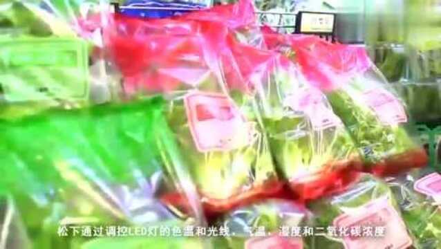 松下不好好做电器,开始卖蔬菜了,在中国建立蔬菜工厂