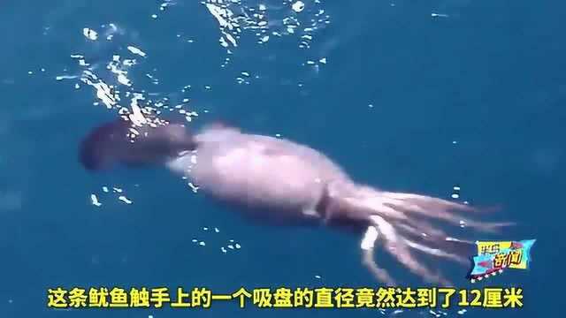 “挪威海怪”深海巨型鱿鱼,竟能长到20米长!