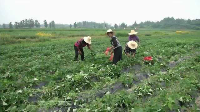 农民播种蔬菜有高招!全程机械化还定制种盘!购买播种机补贴50%