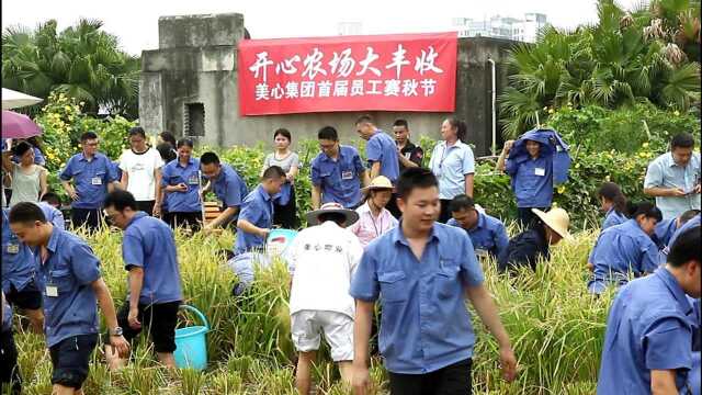 重庆一企业屋顶农场大丰收 近三百员工割谷抓鱼钓龙虾