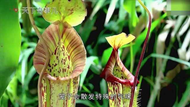 猪笼草!捕食各种小昆虫的神奇植物!拥有特殊技能能把昆虫消化掉!