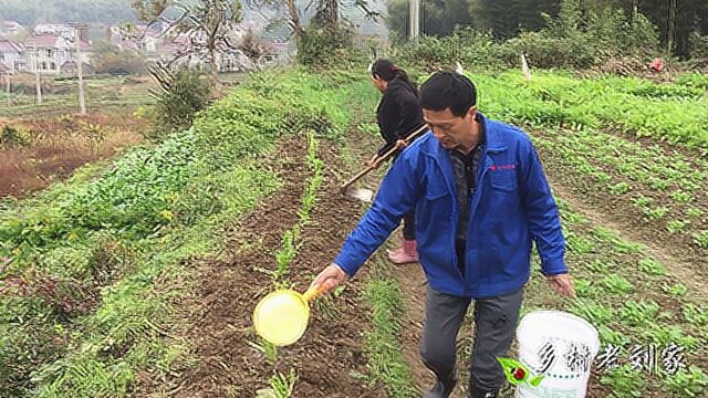 农村老刘教你这样种萝卜,来年不用再买萝卜种子了