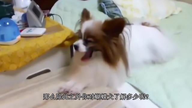 带你认识真正的蝴蝶犬是什么样子?你想了解它吗?