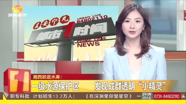 湘西跃进水库:一级水源保护区发现成群透明“桃花水母”