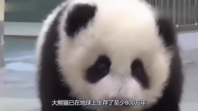 大熊猫太可爱让欧洲人不服,法国人:熊猫是我们的!