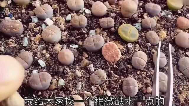 花艺教程:生石花这样浇水,不烂根不徒长,每一个都胖乎乎