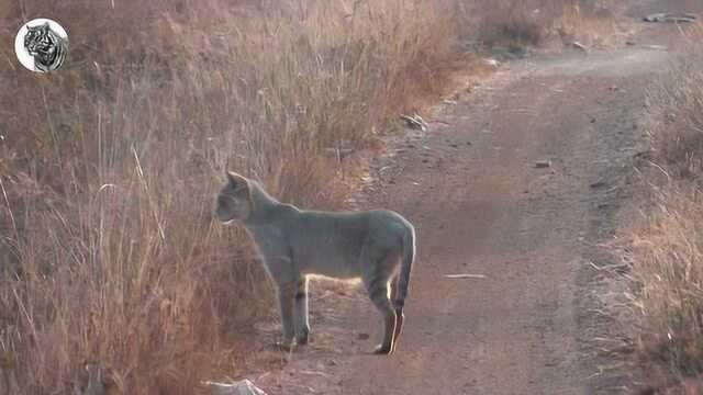 野外拍到一只丛林猫,极为罕见的一野生小猫,长得太神奇了!