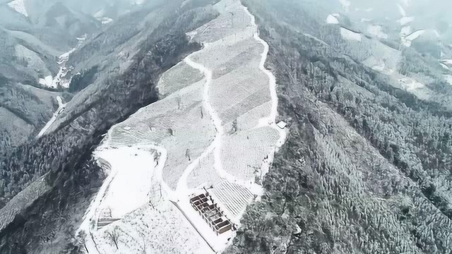 中国红茶名镇ⷧƒŸ溪天茶园雪景