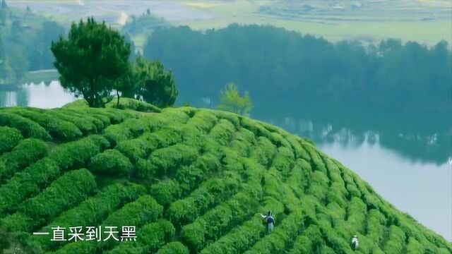 源味中国:贵定云雾贡茶,浓浓茶香是儿时的回忆