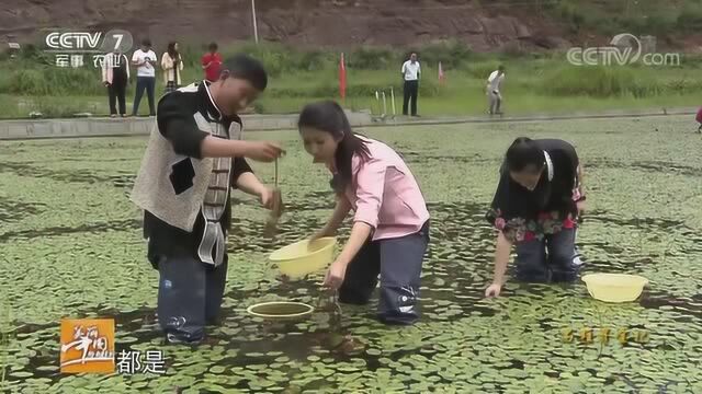 石柱寻宝记:莼菜可食用的部分就是包裹着透明胶质的芽孢