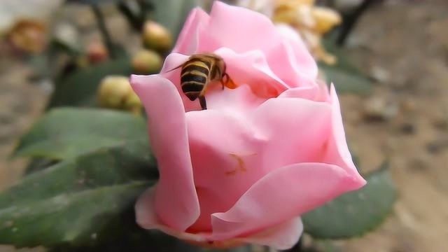 蜜蜂采蜜唯美瞬间:勤奋是高贵的美德,优秀的人生一定有优秀的习惯