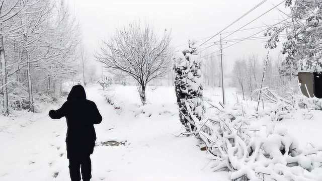 河南洛阳又下大雪了,大年初一的雪美的很,你心动了吗?