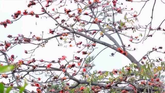 木棉木棉花在厦门