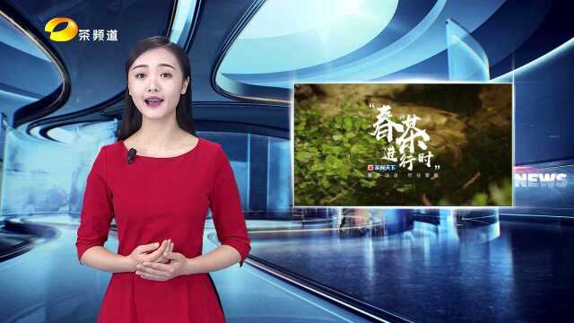 湖南安化:受气候影响,当地紫茶园预计清明后开采