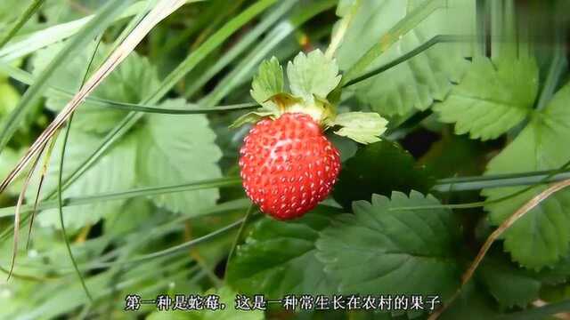 盘点3种带“蛇”的水果,你可能只听过蛇果,想想名字有点不敢吃