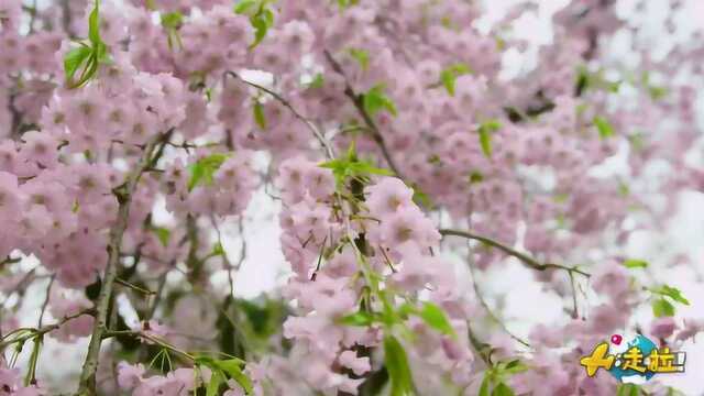 日本文化侵入中国,浪漫樱花力压日本国花,国人涌现赏樱热潮!