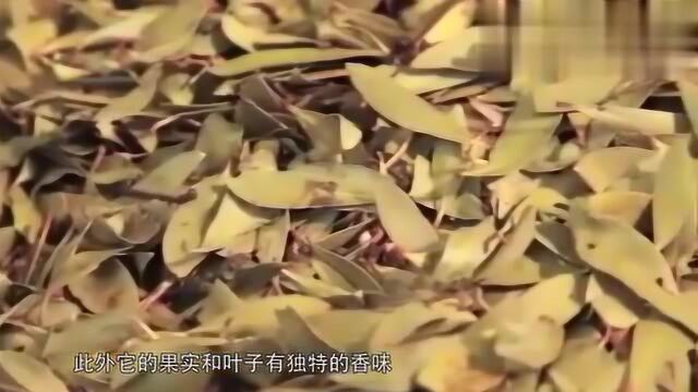 乡下常见牛筋草,但啥是牛筋树?功效神奇既能调味又能入药