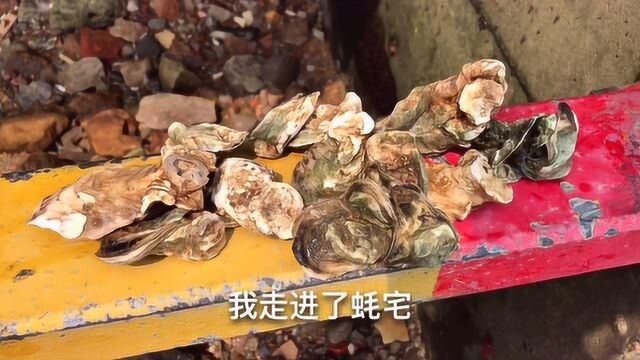 阿贵赶海发现桥底全是生蚝,市场要价65一斤,这片蚝值2万元么?