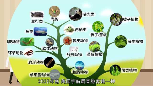 生物大师 生物的进化 天外陨石