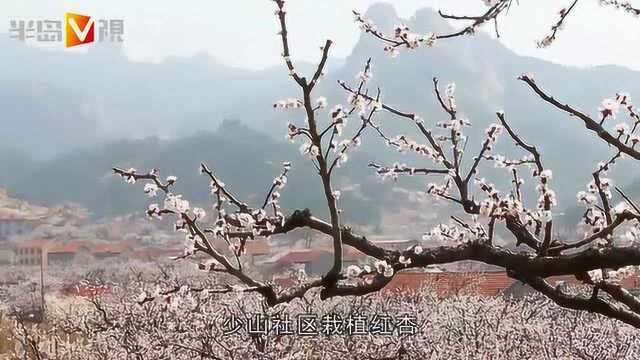 花如雪,美了百年杏村