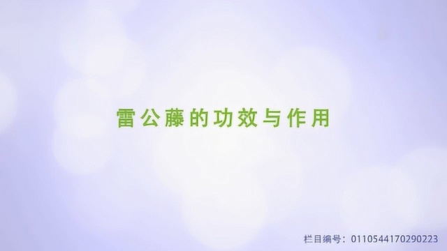 解答中药雷公藤的功效与作用