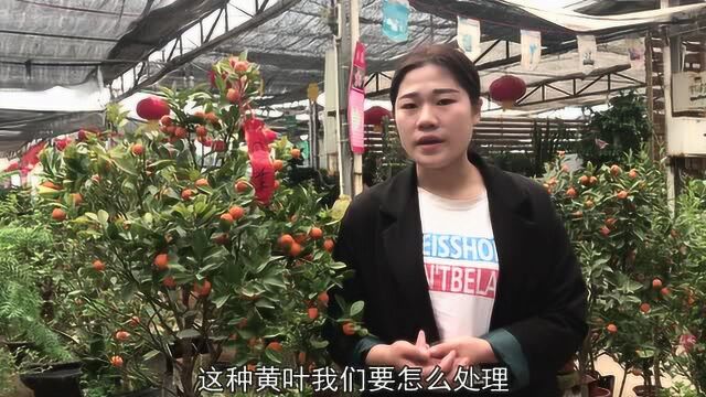 花卉中的四季桔,你知道它的养殖方法,保养方法吗