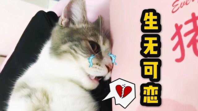 主人和猫咪玩游戏,猫:这一届铲屎官太难带了,我要离家出走!