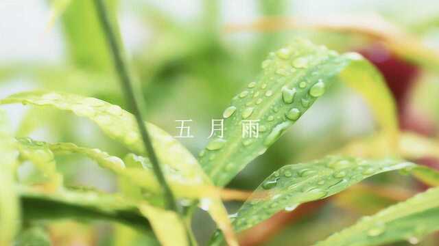 南方,五月的雨