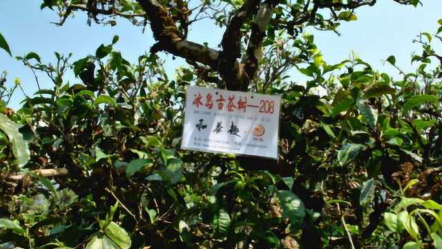 百年茶树王茶叶拍卖88万,当地人却放在厕所!