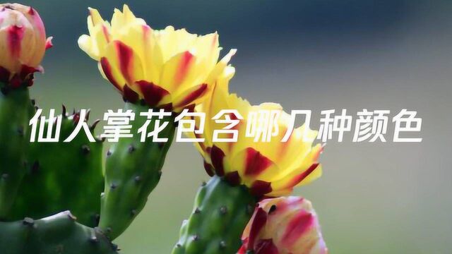 仙人掌花包含哪几种颜色