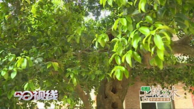 探寻古树名木:荔城区新度镇宝胜村——桂花