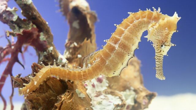 这种海鲜有海龙之称,价格十分昂贵,现在很稀有