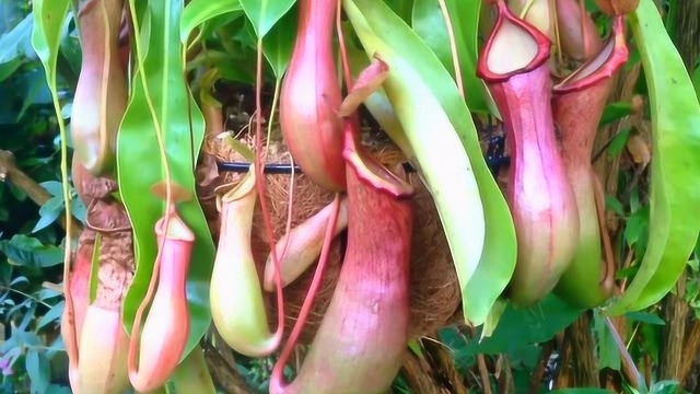 奇异的猪笼草!专捕捉小昆虫吃,剪开才发现事情没那么简单